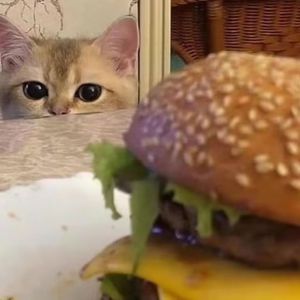 郎玉专辑《玉1》
